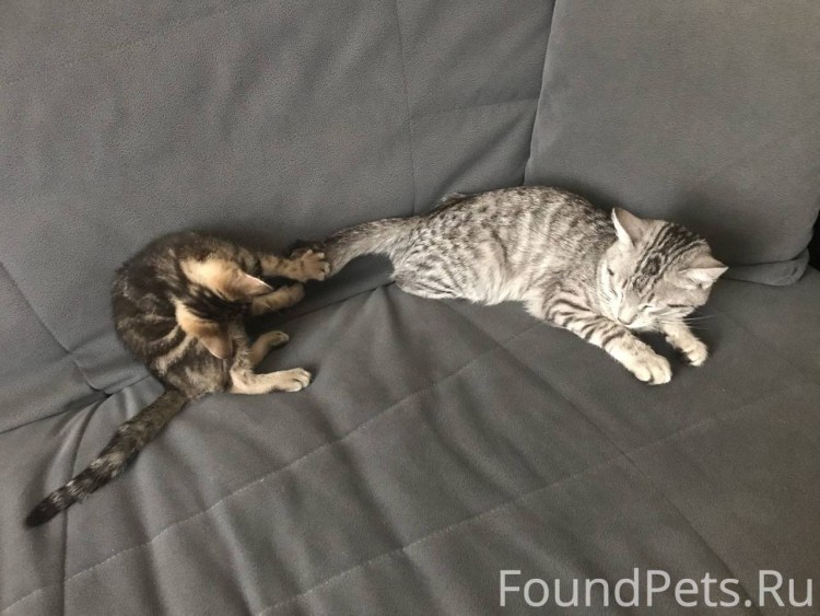 Курильский бобтейл хвост метелка