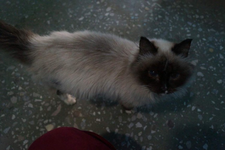 Стройная кошка