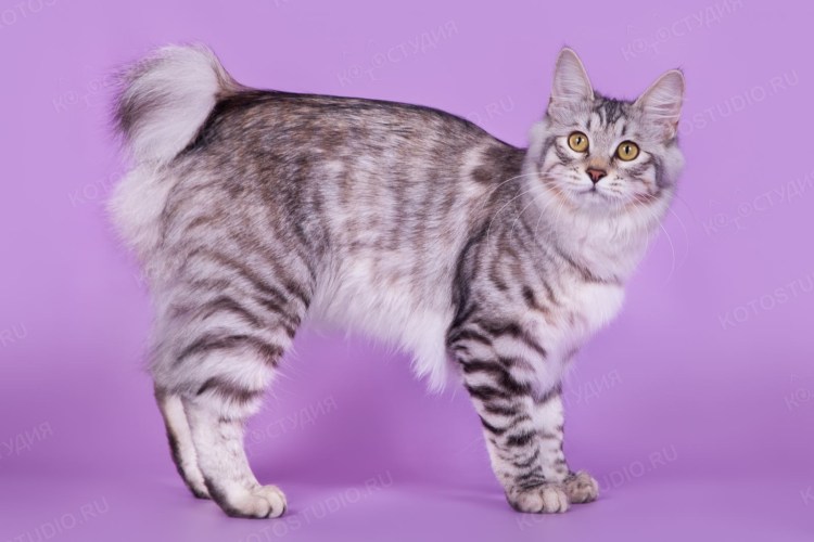 Меконгский (тайский) бобтейл