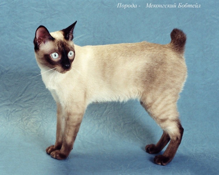 Рыжий котенок с пушистым хвостом