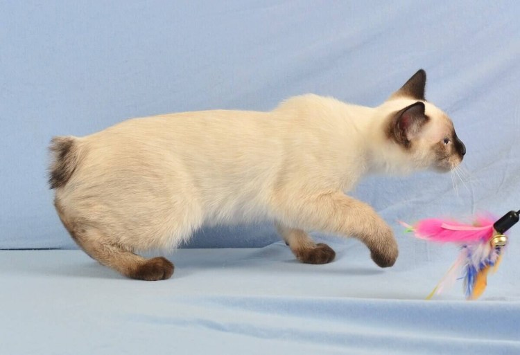 Очень пушистый хвост