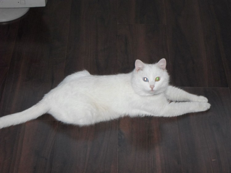 Темный кот с поломанным хвостом