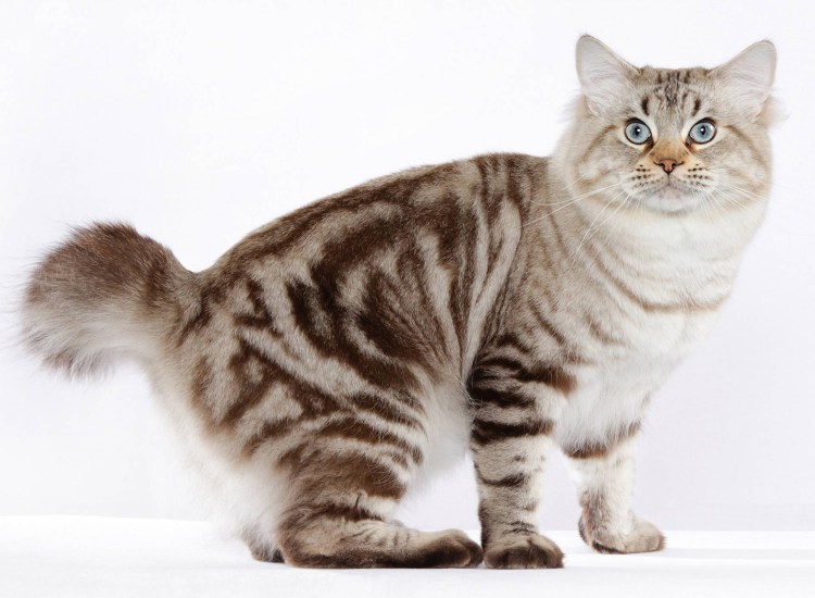 Порода кошек турецкая ангора