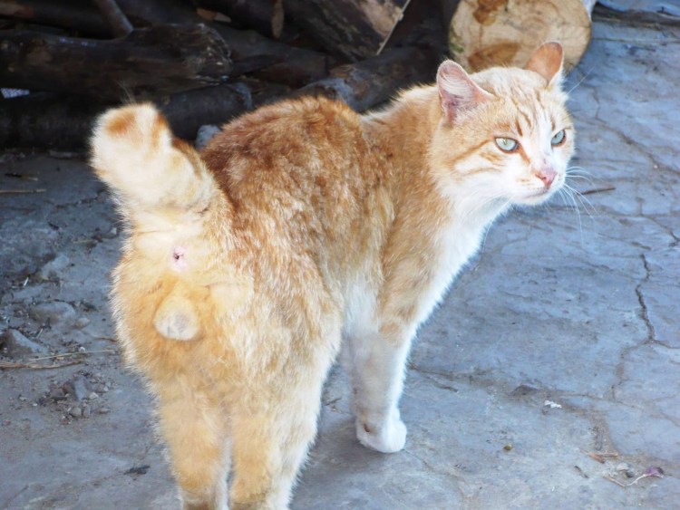 Американский бобтейл длинношёрстный