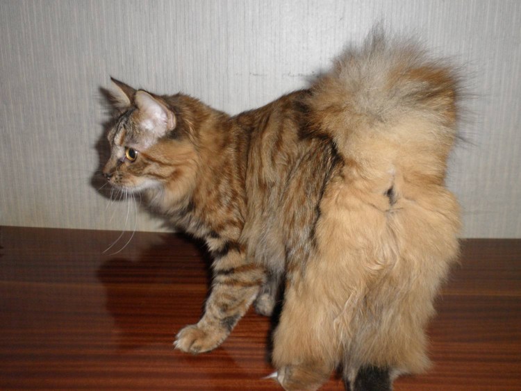 Американский бобтейл короткошёрстный