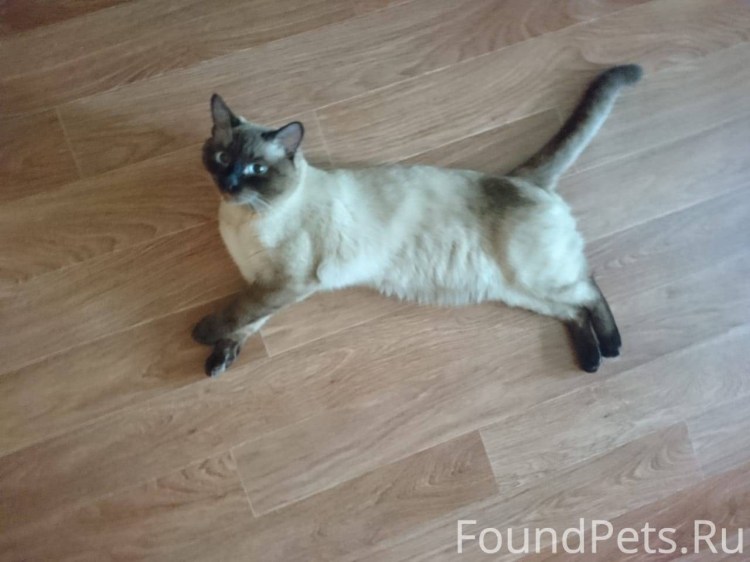 Полосатая кошка с коротким хвостом