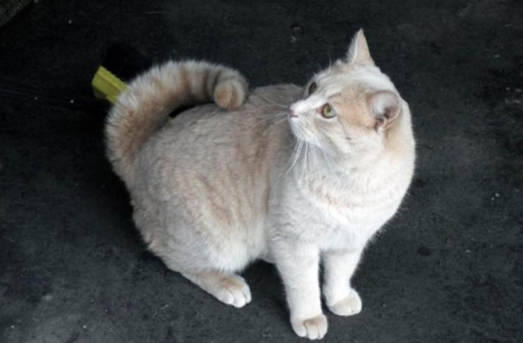 Абиссинская кошка и Сиамская кошка