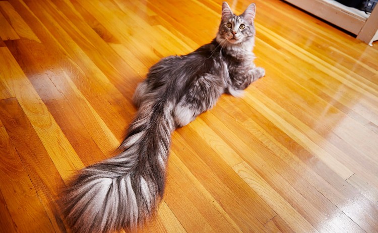 Табби окрас Мейн куна