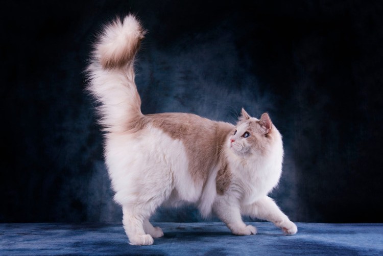 Хвост Мейн куна