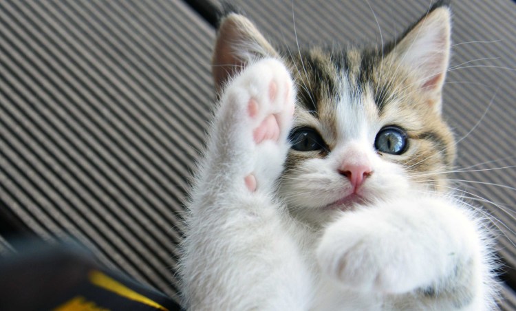 Забавные котята