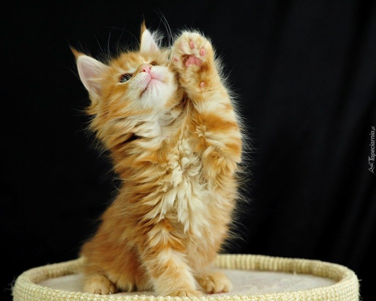 Лапа рыжего котенка