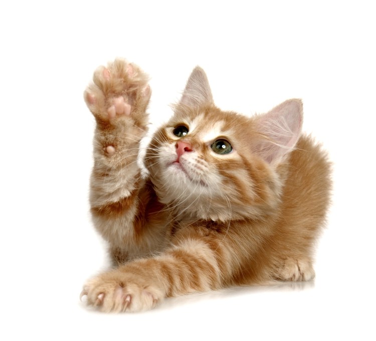 Котенок на прозрачном фоне