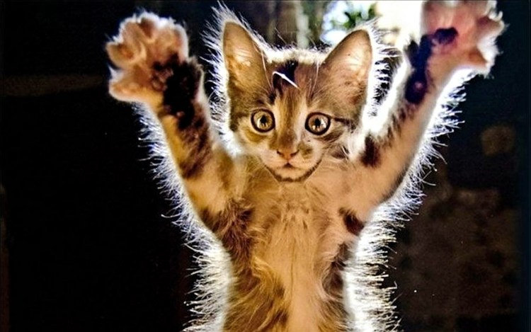 Котенок пока