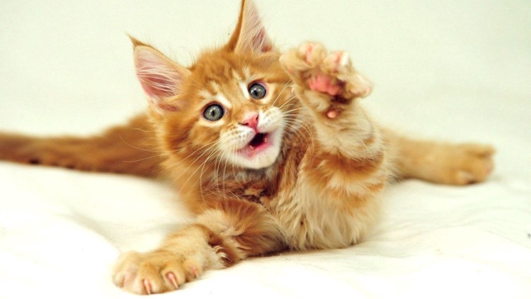 Рыжие котята майкуны