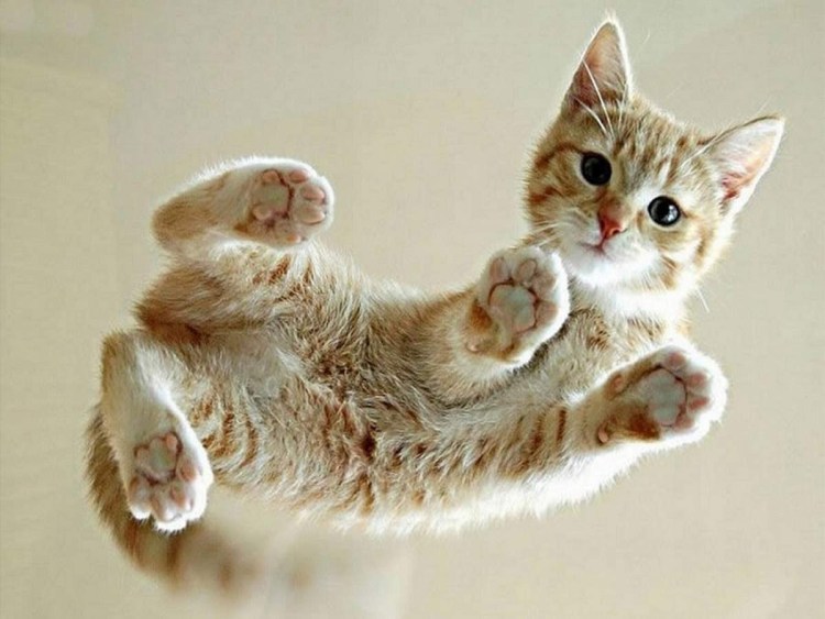 Котенок с поднятой лапой