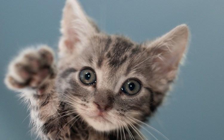 Котик приветливый