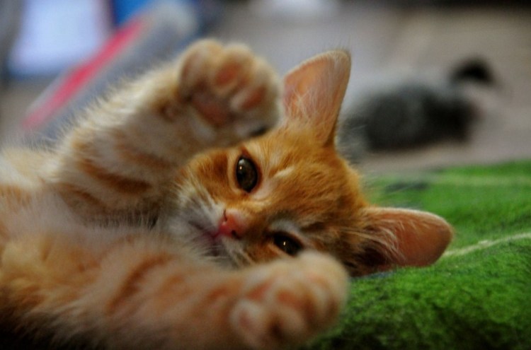 Лапки рыжего котика