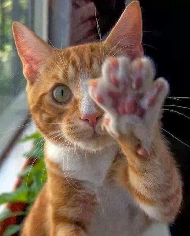 Кот дает пять