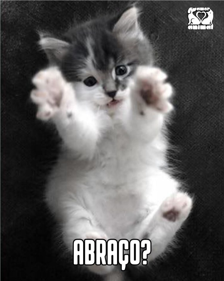 Котенок на ручках