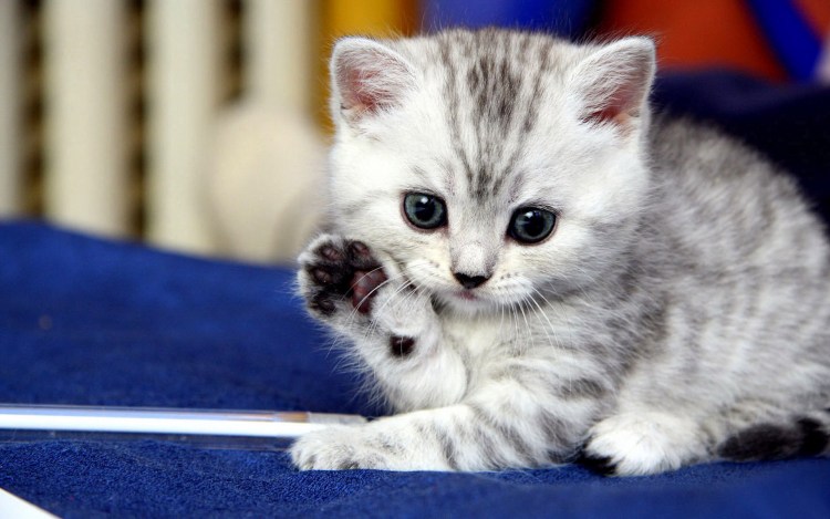Кошки маленькие красивые