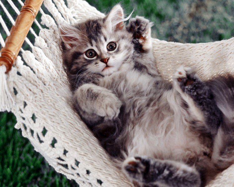 Обои с котятами