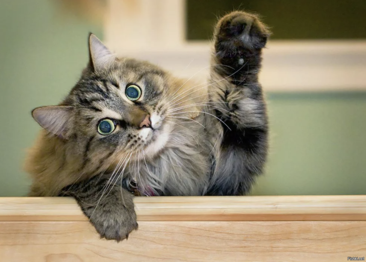 Кошка машет лапой