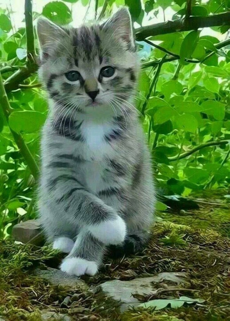 Карликовый кот