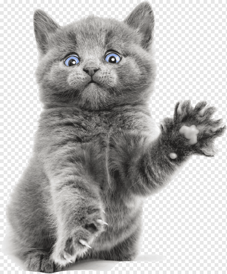 Котенок на прозрачном фоне