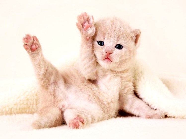 Кот машет лапой привет