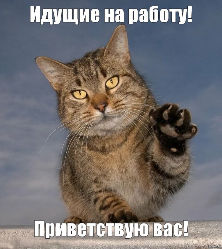 Кот здоровается