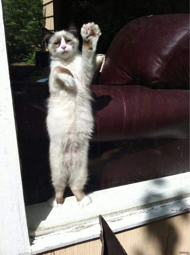 Кот приветствует