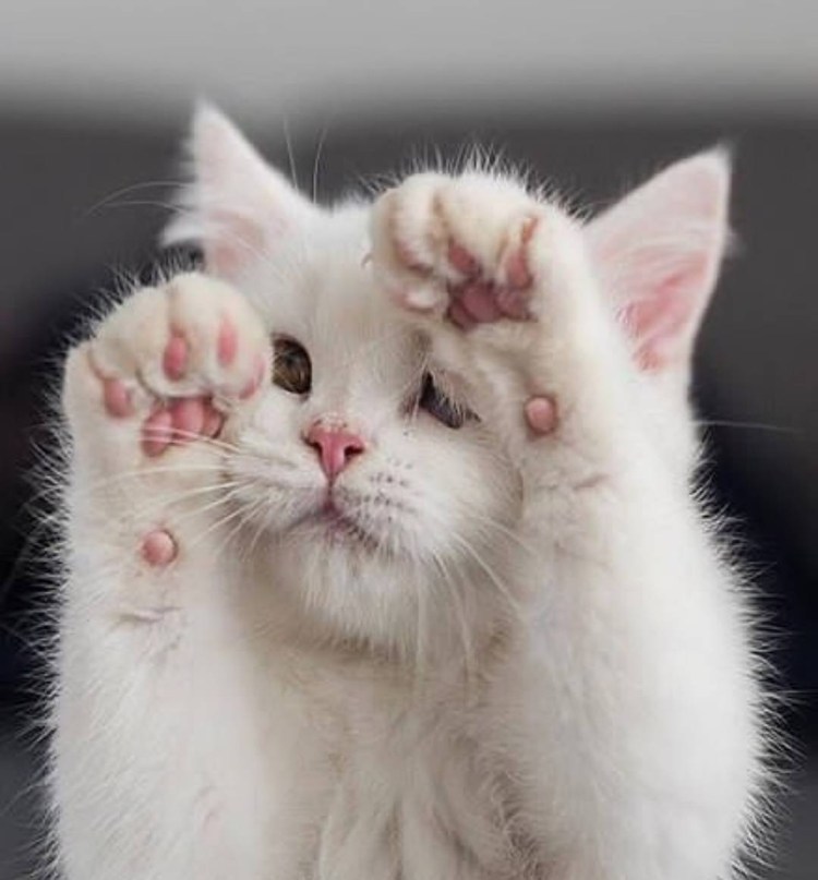 Нежные котята