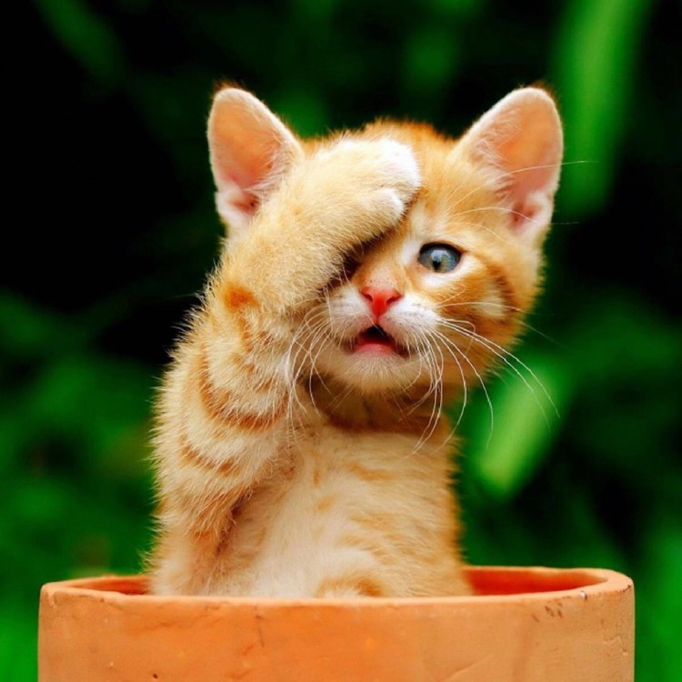 Рыжий кот облизывается