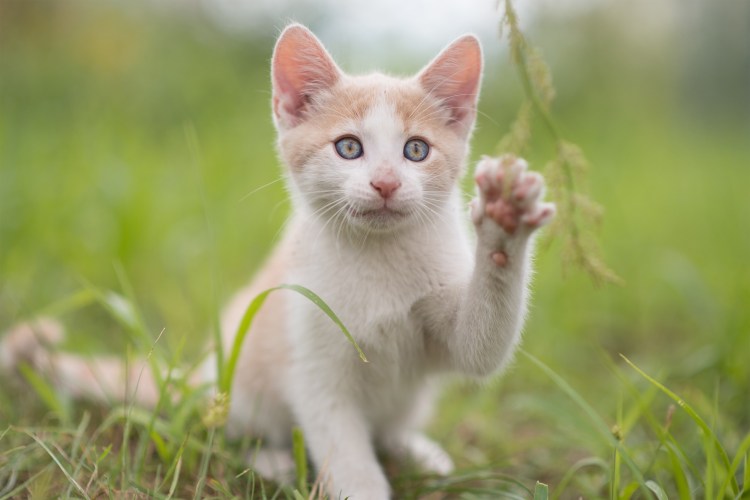 Котики рыжие с белым