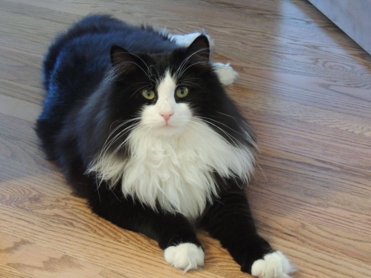 Сибирская кошка биколор