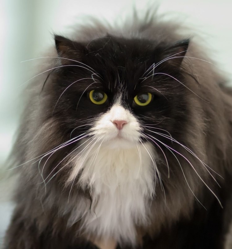 Сибирский кот биколор