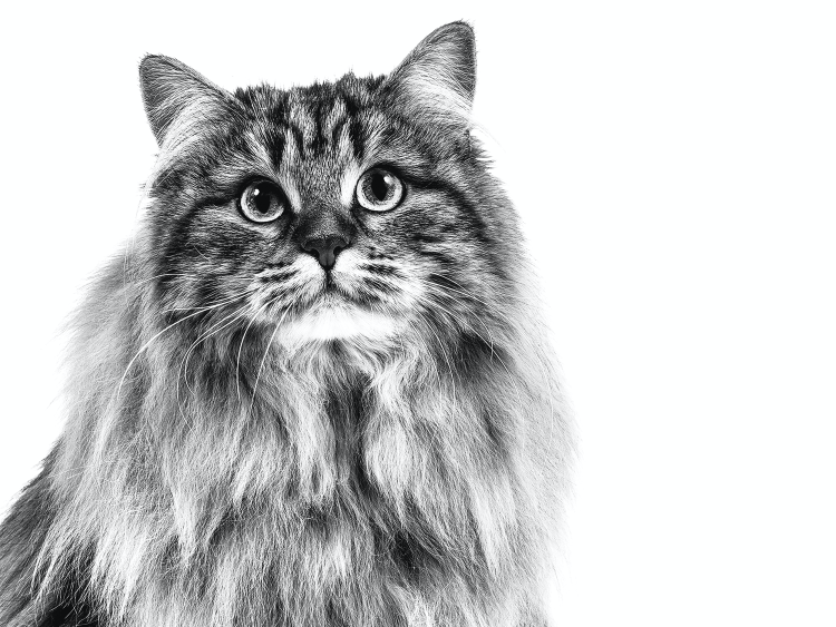 Сибирская кошка