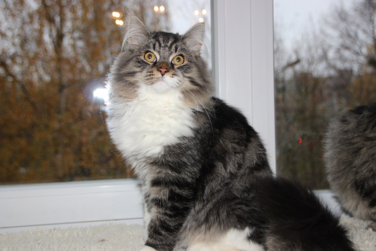 Сибирская кошка табби с белой грудкой