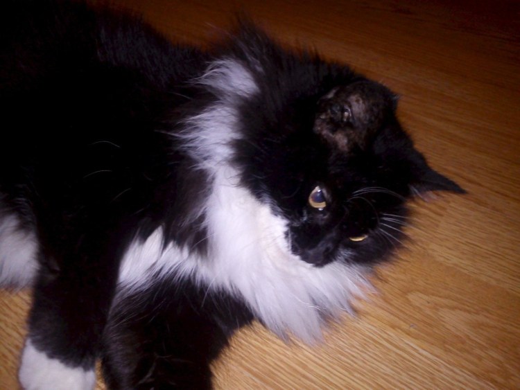 Черно белая пушистая кошка порода