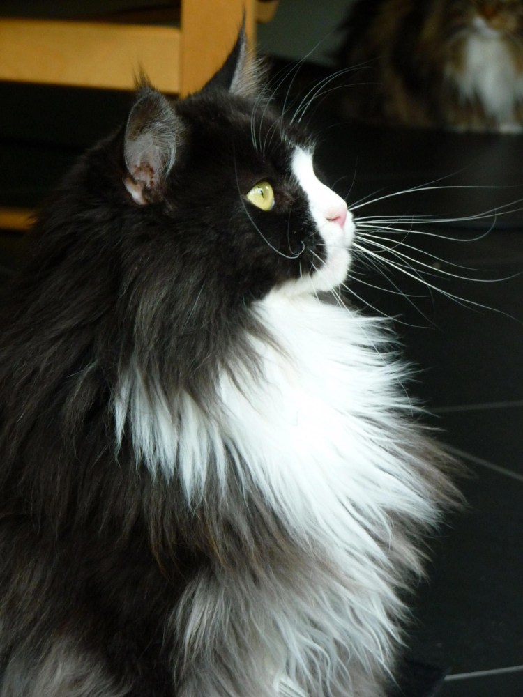 Норвежская длинношерстная Лесная кошка