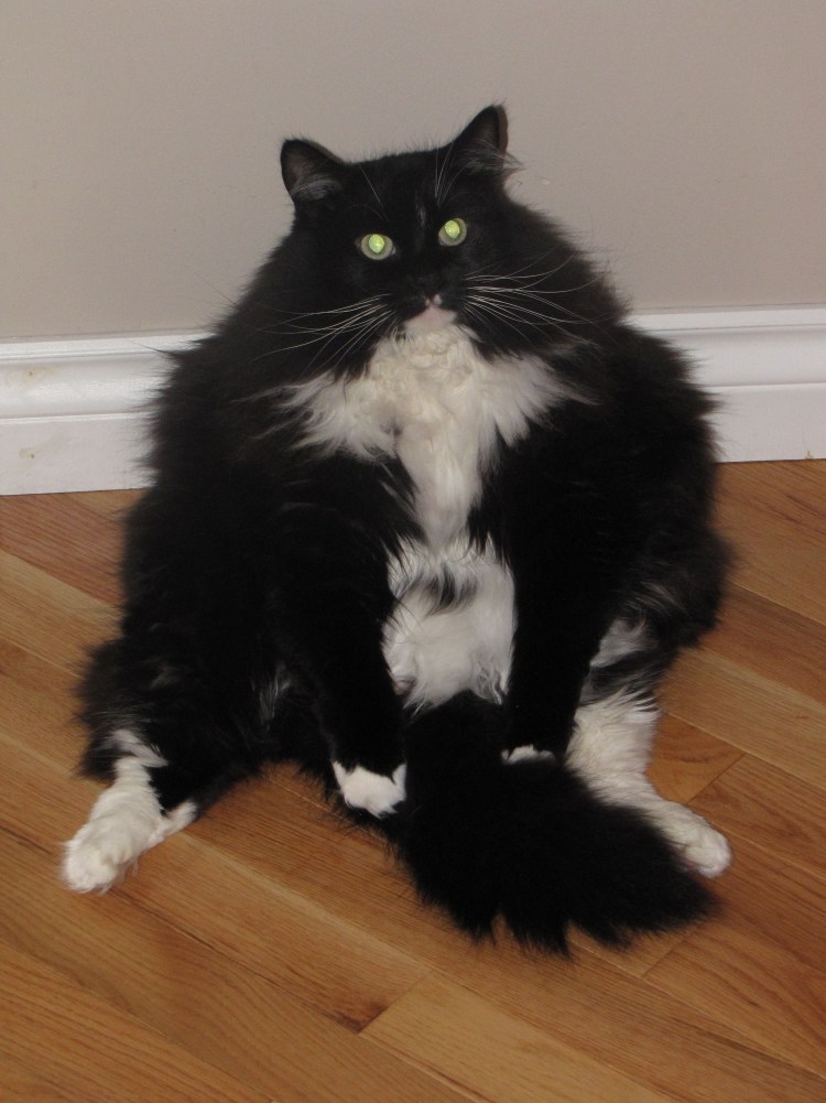 Сибирская кошка черного окраса