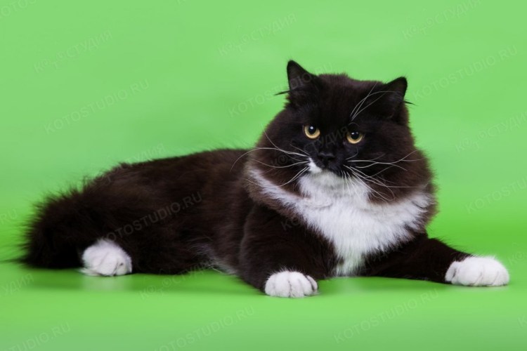 Сибирская кошка биколор