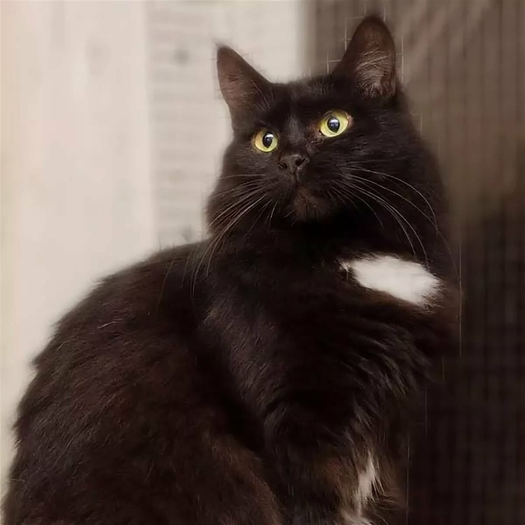 Сибирский длинношерстный черный кот