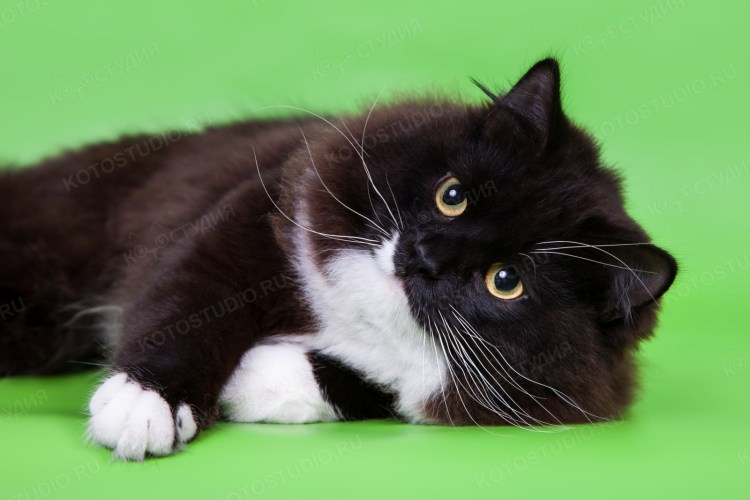 Сибирский кот черно белый