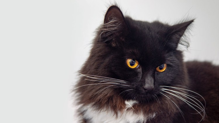 Мейн кун черный