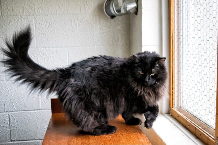 Сибирский Лесной кот черный