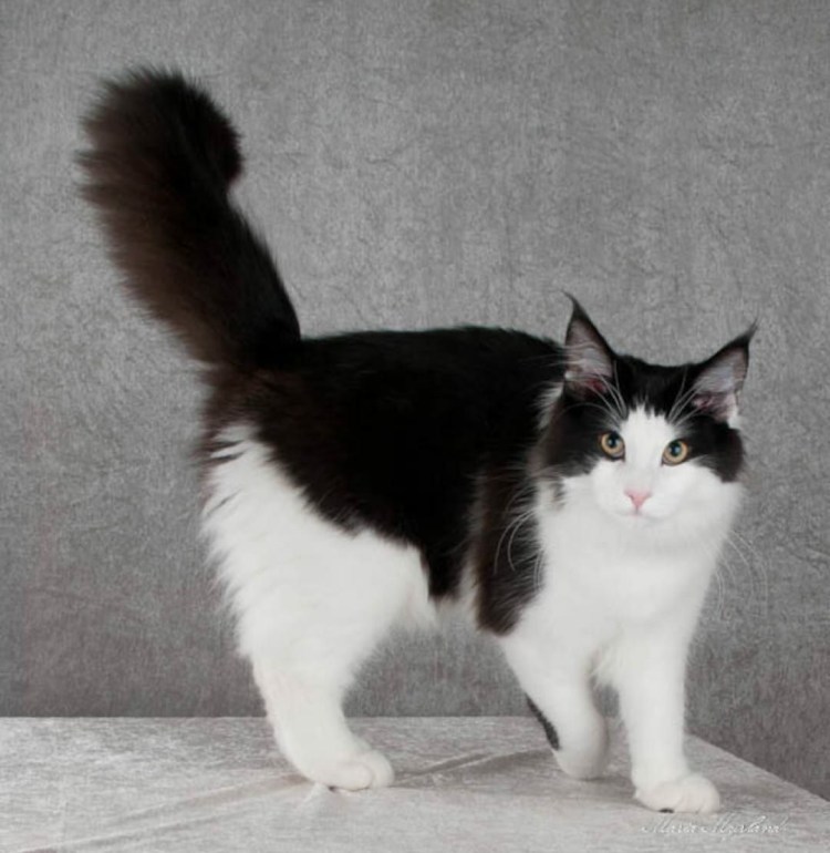 Турецкая ангора окрас Арлекин