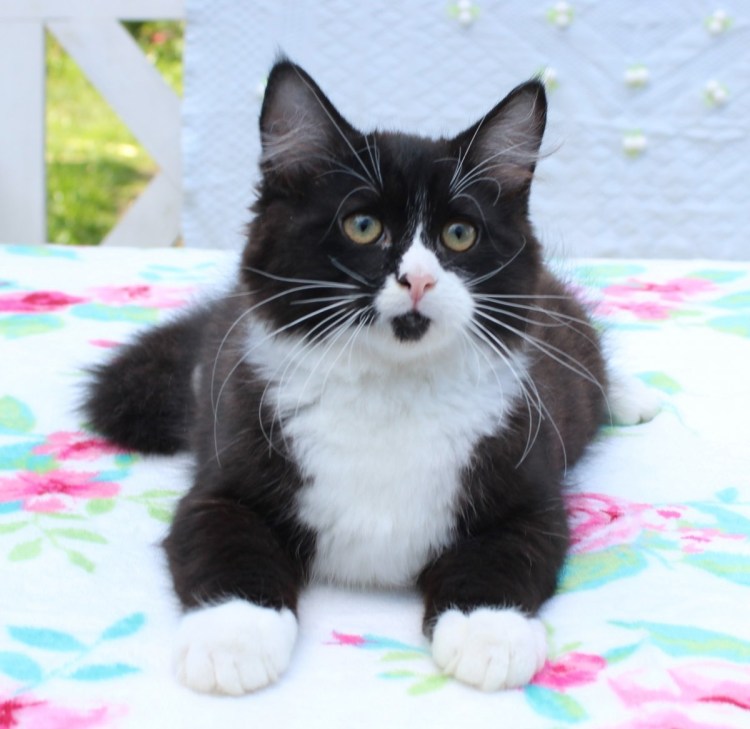 Сибиряк кот черно белый