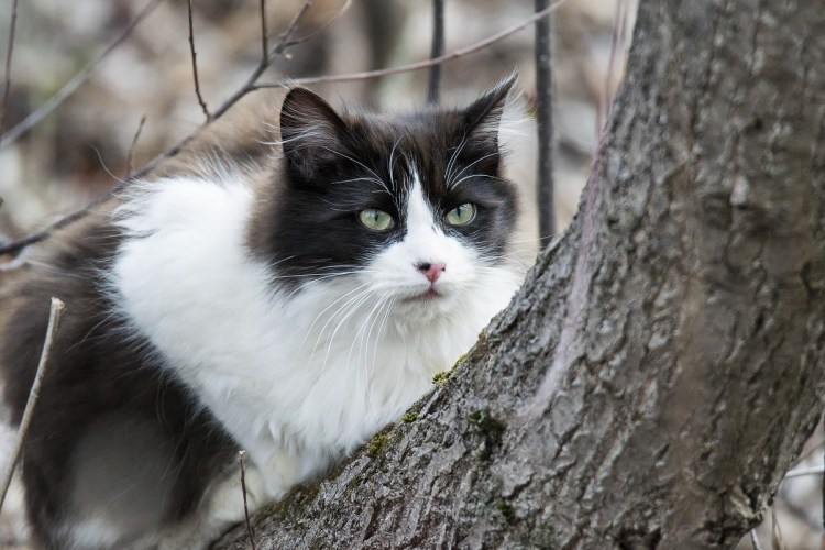 Норвежская Лесная кошка биколор