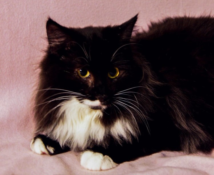 Турецкая ангора кошка черная